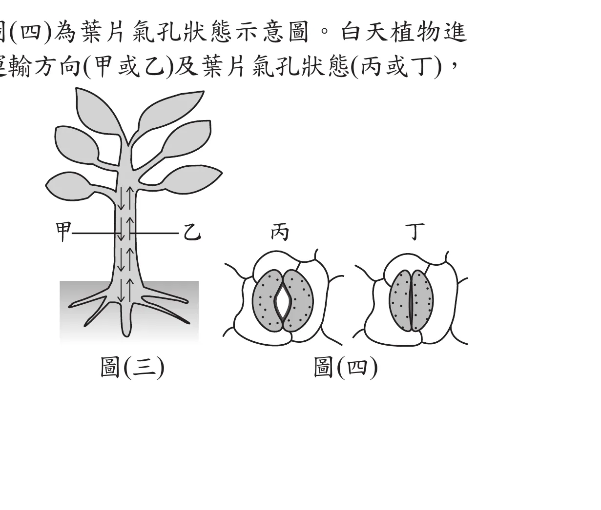 圖(三)：一株樹木由根部到枝葉的側面示意圖，樹幹中央畫有多個箭頭由下往上指（表示由根部往枝葉方向），樹幹左側標示「甲」、右側以水平線連到樹幹中段標示「乙」（甲、乙為樹幹上同一橫切位置的左右兩側標籤，都對應樹幹內部由下往上的箭頭方向）；圖(四)：兩個葉片氣孔放大示意圖並列，左邊標示「丙」，兩片保衛細胞中間的氣孔縫隙呈橢圓形張開狀（氣孔打開）；右邊標示「丁」，兩片保衛細胞緊靠、中間縫隙閉合成一直線（氣孔關閉）。