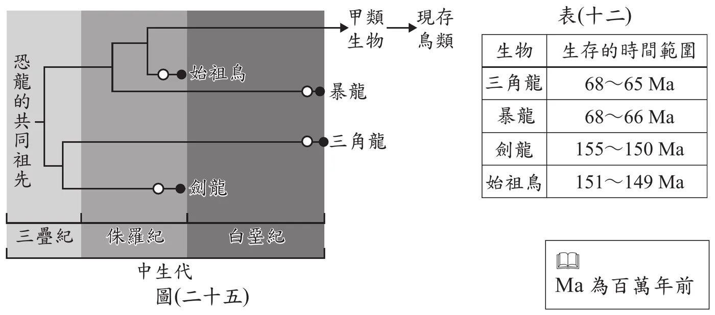 上方為演化樹圖：橫軸由左至右分三疊紀、侏羅紀、白堊紀（三者合稱中生代）。演化樹最左端起點標示「恐龍的共同祖先」，先分成上、下兩大支。上支在侏羅紀中段再分兩支：一支持續延伸出「始祖鳥」（以○●標示存在區間，位於侏羅紀晚期，出現後不久即滅絕）；另一支延伸為「暴龍」（○●位於白堊紀晚期近末端）。始祖鳥所在的那一分支再往右分出一支，持續向右延伸不中斷（無滅絕●符號，代表延續至今），標示為「甲類生物」，並以箭頭指向右方文字「現存鳥類」。下支在侏羅紀中段分兩支：一支延伸為「劍龍」（○●位於侏羅紀中期）；另一支延伸為「三角龍」（○●位於白堊紀晚期近末端）。右側另附表(十二)，列出三角龍68～65 Ma、暴龍68～66 Ma、劍龍155～150 Ma、始祖鳥151～149 Ma的生存時間範圍（Ma為百萬年前）。