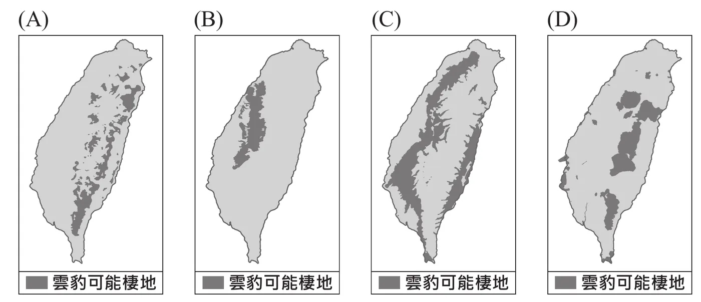 四張臺灣輪廓地圖，皆以深灰色圖塊標示「雲豹可能棲地」：(A)深灰色範圍沿中央山脈及西部丘陵大量分布，呈連續帶狀且面積最廣；(B)深灰色範圍集中於中央山脈一條狹長帶狀；(C)深灰色範圍集中於中央山脈北段一條較粗帶狀；(D)深灰色範圍呈數個分散大塊斑塊，集中於中北部山區