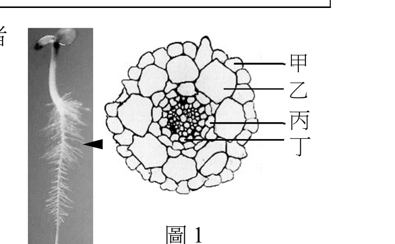 左側是一張灰階照片，呈現剛發芽的雙子葉幼苗（頂端可見兩片子葉，下方伸出一條主根），主根表面密布細長的白色絨毛狀構造（根毛），黑色實心箭頭指向主根中段、根毛叢生的區域。右側是同一主根的橫切面示意圖，由外而內以四條指線標示甲～丁：甲指向最外圍一圈較小、排列緊密的細胞；乙指向甲內側一圈體積較大、細胞壁薄且透亮的薄壁細胞；丙指向該薄壁細胞層最內側、緊貼中央深色緊密細胞團外緣的一圈小型細胞；丁指向橫切面正中央顏色最深、由許多微小細胞緊密排列成的中心區域。