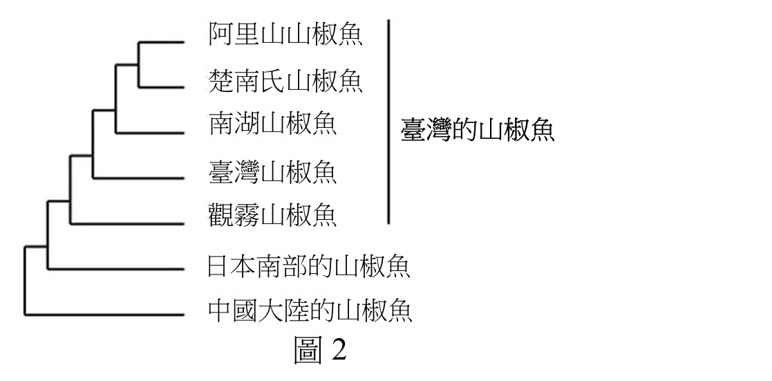 一張親緣關係樹（分支圖）。最右側以直線括號將五個分支標示為「臺灣的山椒魚」一組，由上而下依序為：阿里山山椒魚、楚南氏山椒魚、南湖山椒魚、臺灣山椒魚、觀霧山椒魚；括號外下方另有兩個分支：日本南部的山椒魚、中國大陸的山椒魚。樹狀拓樸由左而右分支：最左端的節點先分出（日本南部的山椒魚＋中國大陸的山椒魚）這一對，與「臺灣五種山椒魚」的共同祖先分為兩大支；在「臺灣的山椒魚」這一支內部，先分出觀霧山椒魚，再分出臺灣山椒魚，再分出南湖山椒魚，最後阿里山山椒魚與楚南氏山椒魚兩者互為最近緣的姊妹群（最晚分歧）。全樹沒有標示分支長度或時間刻度，僅呈現相對親緣遠近的拓樸關係。