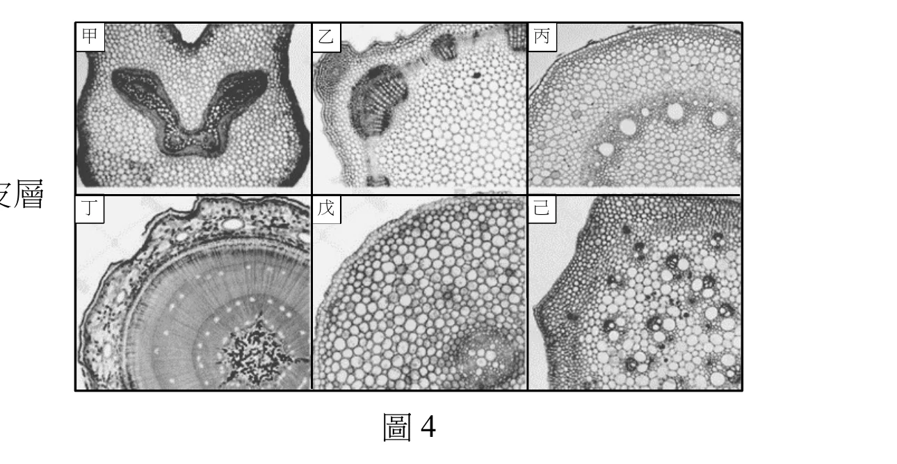 六張灰階顯微照片排成2列3欄，依序標示甲、乙、丙（上排）與丁、戊、己（下排）。甲：整體輪廓中央上方有缺刻，中央可見左右對稱、深色且緊密排列細胞的兩團維管束，呈八字形分離、不排成環狀（題幹指出甲為蕨類的莖橫切）。乙：切面邊緣不規則凹凸，近邊緣處有一個明顯的深色、內部具放射狀條紋的小型維管束，其餘視野為排列疏鬆、大小不均的薄壁細胞，沒有清楚的環狀維管束排列，邊緣附近另有一兩處細胞較小的區域。丙：切面呈弧形（僅為圓形構造的一部分），弧形邊緣下方排列一列大小不一、圓形至橢圓形的孔洞狀構造（散生的維管束），孔洞下方為排列疏鬆的薄壁組織。丁：完整圓形切面，由外而內可見明顯的同心圓紋層，其間有一圈小型淺色圓點排列成環，中心是一個不規則、顏色深的星形核心區域。戊：視野右下角有一個邊界清楚、內部帶放射狀紋理的圓形維管束，其餘大部分視野為大小不均、排列緊密的多角形薄壁細胞。己：視野左側為弧形邊緣，其餘視野散布多個大小不一、深色調的孔洞狀構造（維管束），近邊緣處分布較密、往中心逐漸稀疏（題幹指出己為單子葉植物莖的橫切面）。