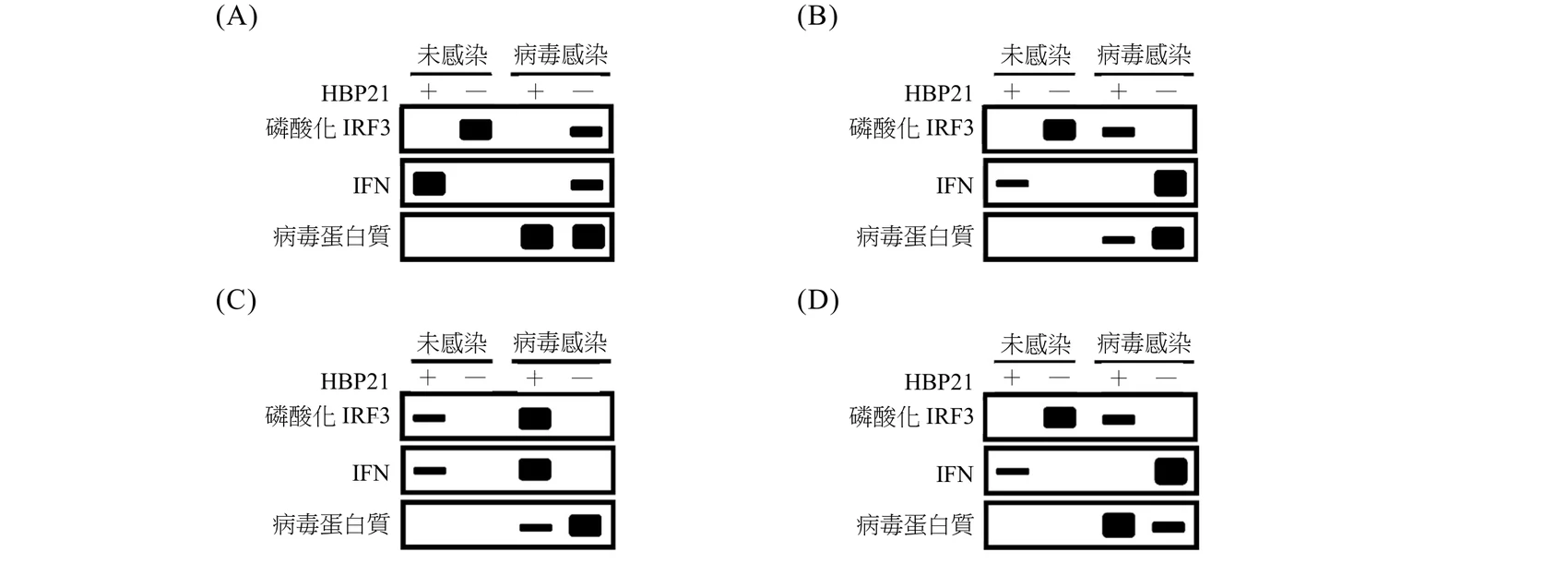 四張西方墨點法示意圖(A)(B)(C)(D)，版面配置相同：最上一列標示「未感染」與「病毒感染」兩大欄，各欄下再分「HBP21：＋」與「HBP21：－」兩個小欄（＋＝HBP21正常表現，－＝經RNA干擾基因默化而不表現），下方三條電泳條帶分別代表磷酸化IRF3、IFN、病毒蛋白質的訊號強度（黑色實心方塊＝強訊號，細短黑線＝弱訊號，空白＝無訊號）。以「未感染+、未感染-、病毒感染+、病毒感染-」為第1～4欄：(A) 磷酸化IRF3：第1欄無、第2欄強、第3欄無、第4欄弱；IFN：第1欄強、第2欄無、第3欄無、第4欄弱；病毒蛋白質：第1、2欄無，第3、4欄皆強。(B) 磷酸化IRF3：第1欄無、第2欄強、第3欄弱、第4欄無；IFN：第1欄弱、第2、3欄無、第4欄強；病毒蛋白質：第1、2欄無，第3欄弱、第4欄強。(C) 磷酸化IRF3：第1欄弱、第2欄無、第3欄強、第4欄無；IFN：第1欄弱、第2欄無、第3欄強、第4欄無；病毒蛋白質：第1、2欄無，第3欄弱、第4欄強。(D) 磷酸化IRF3：第1欄無、第2欄強、第3欄弱、第4欄無；IFN：第1欄弱、第2、3欄無、第4欄強；病毒蛋白質：第1、2欄無，第3欄強、第4欄弱。官方答案為(C)：僅在「HBP21正常表現（+）」的病毒感染細胞（第3欄）才出現強的磷酸化IRF3與IFN訊號，HBP21因基因默化而不表現（-）時（第2、4欄）訊號消失或減弱，顯示HBP21為IRF3活化與IFN產生所必需。