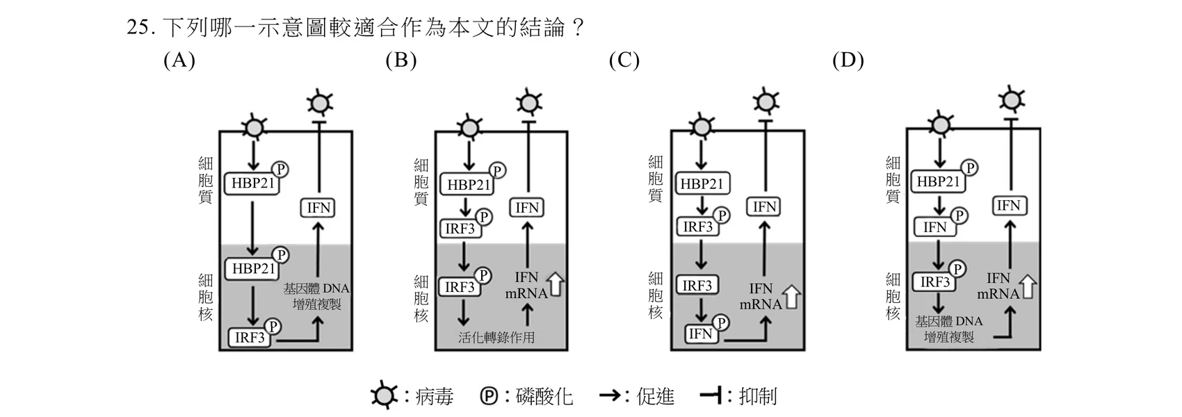 四張機制示意圖(A)(B)(C)(D)，每張都以一個大方框分成上半「細胞質」、下半（灰底）「細胞核」，方框上緣有兩個病毒符號：左側病毒以箭頭促進下方反應，右側病毒被一條線抑制（線的另一端連到IFN，代表IFN抑制病毒）。(A)：病毒→HBP21-Ⓟ（細胞質）→箭頭跨入細胞核→HBP21-Ⓟ（細胞核）→IRF3-Ⓟ（細胞核）→（轉折箭頭）→「基因體DNA增殖複製」（細胞核）→箭頭跨回細胞質→IFN（細胞質）。（即HBP21先在細胞質磷酸化，帶著磷酸化狀態進入細胞核才使IRF3磷酸化，下游終點寫成「基因體DNA增殖複製」而非IFN mRNA表現。）(B)：病毒→HBP21-Ⓟ（細胞質）→IRF3-Ⓟ（細胞質，即IRF3已在細胞質中被磷酸化）→箭頭跨入細胞核→IRF3-Ⓟ（細胞核）→「活化轉錄作用」（細胞核）→箭頭跨回細胞質→「IFN mRNA」（細胞核下方，圖示旁有空心向上箭頭表示表現量上升）→箭頭上行→IFN（細胞質）。（此為官方答案：HBP21與IRF3的磷酸化都發生在細胞質，IRF3-Ⓟ才進入細胞核活化轉錄，使IFN mRNA增加、IFN蛋白質產生。）(C)：病毒→HBP21（細胞質，未標示Ⓟ，即未顯示HBP21磷酸化）→IRF3-Ⓟ（細胞質）→箭頭跨入細胞核→IRF3（細胞核，未標示Ⓟ）→IFN-Ⓟ（細胞核，即圖中顯示IFN本身被磷酸化）→（轉折箭頭）→「IFN mRNA」（細胞核，旁有空心向上箭頭）→箭頭上行→IFN（細胞質）。(D)：病毒→HBP21-Ⓟ（細胞質）→IFN-Ⓟ（細胞質，即HBP21直接使IFN磷酸化，跳過IRF3）→箭頭跨入細胞核→IRF3-Ⓟ（細胞核）→「基因體DNA增殖複製」（細胞核）；另由「IFN mRNA」（細胞核，旁有空心向上箭頭）箭頭上行到IFN（細胞質）。