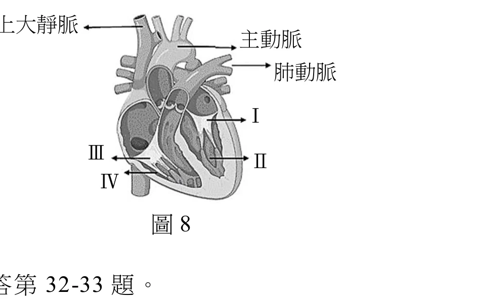 心臟剖面解剖照片。上方三條血管由左至右依序標示「上大靜脈」（最左）、「主動脈」（中）、「肺動脈」（右，箭頭指向較低的血管），各以短箭頭指向對應血管開口。心臟中央可見兩個心室腔室以剖面呈現：畫面偏中至偏左、占剖面大部分面積的是外形飽滿、內部可見瓣膜與腱索的大腔室，壁明顯較厚；其左側緊鄰、面積較小的是另一腔室，壁明顯較薄。標籤「Ⅰ」位於圖右側，短箭頭指向左，指到大腔室內上方的瓣膜尖端；標籤「Ⅱ」在「Ⅰ」下方，同樣箭頭指向左，指到大腔室內部下方的腱索／乳頭肌構造。標籤「Ⅲ」位於圖左側，短箭頭指向右，指到左側小腔室內的瓣膜構造；標籤「Ⅳ」在「Ⅲ」下方，箭頭指向右上，指到左側小腔室下方的腱索構造。整體而言，大腔室（Ⅰ、Ⅱ所在）壁厚，小腔室（Ⅲ、Ⅳ所在）壁薄。