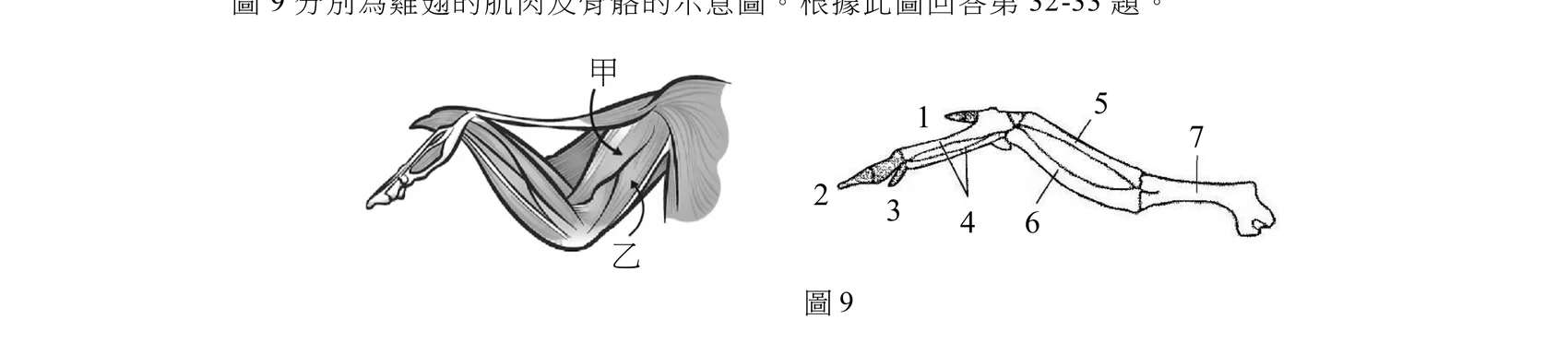左側是雞翅剖開後的肌肉示意圖：畫面中央有兩塊大片、走向不同的梭形肌肉，上方那塊以指線標示「甲」，下方那塊以指線標示「乙」；兩塊肌肉的起點都在畫面右側／後方的大片扇形基部（近身體端），肌腱則分別繞過關節連到翅骨的不同位置。右側是同一雞翅的骨骼示意圖，由靠近身體端（右，標示7，為一根單獨的長骨，近端呈球狀關節頭）往翅膀末端方向：關節後分為上下兩根平行長骨，上方標示5、下方標示6（兩者在近腕端以一個小三角形關節相連）；再往末端是三根小骨聚集，分別標示1（最上方一小段）、2（最左端、最長的一根，指向翅尖）、3（緊鄰2下方的小骨），標籤4的指線由1、2、3三根末端小骨與5、6兩根長骨的匯集處（腕部關節區域）往上引出。