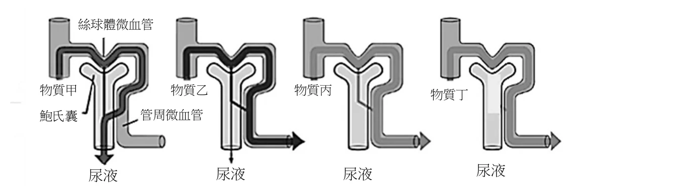 橫向排列四個構造相同的腎絲球－腎小管示意圖，分別標示物質甲、乙、丙、丁。每個示意圖左上方是一段Y形的絲球體微血管（血液流入處，灰色管），下接鮑氏囊與腎小管（中央灰色Y形管），腎小管外側有一段管周微血管環繞（右側灰色管，代表再吸收路徑），腎小管末端箭頭指向下方的「尿液」。物質甲：圖上有黑色粗線特別標出的路徑——一條黑色粗線由絲球體微血管經過efferent側轉入管周微血管，再彎折穿越回腎小管、一路加粗延伸到最下方「尿液」處的黑色粗箭頭（代表大部分物質是由血液分泌進入腎小管後排出）；另外在鮑氏囊入口處另有一小段黑色細線，只深入腎小管一小段隨即中止（代表僅有少量物質經絲球體直接過濾進入）。物質乙：黑色粗線由絲球體微血管進入鮑氏囊、往下延伸一小段後，即斜向轉出、匯入管周微血管並以黑色粗箭頭流向血液（代表被再吸收），同時腎小管中央另有一條細黑線持續延伸到最下方，並以較細的箭頭指向「尿液」（代表仍有少量物質留在濾液中排出，並非完全被再吸收）。物質丙：全部管路皆為灰色，沒有黑色加粗路徑，指向管周微血管與指向尿液的箭頭都只是灰色（沒有特別標示分泌或再吸收路徑的相對比重）。物質丁：鮑氏囊與腎小管上段的管腔內部呈現白色／淺色填滿（有別於其餘灰色管壁，顯示此段管腔內物質濃度高），這段白色填滿的區域延伸到腎小管中段後轉為與丙相同的灰色，管周微血管路徑同樣維持灰色、沒有加粗標示。