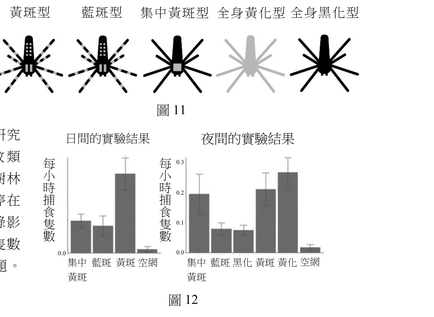 圖11：五種紙型蜘蛛示意圖，由左至右分別標示黃斑型（黑色身體、腳上有黃白相間斑點）、藍斑型（外觀近似黃斑型，斑點改為淺灰／藍白相間）、集中黃斑型（全黑身體、僅軀幹中央一小塊淺色方斑）、全身黃化型（整隻呈均勻淺灰／黃白色，無黑色）、全身黑化型（整隻呈均勻黑色，無斑點）。圖12：兩張長條圖並列，「日間的實驗結果」（縱軸每小時捕食隻數，最高約0.3）：集中黃斑約0.13～0.15，藍斑約0.12（與集中黃斑相近，誤差範圍重疊），黃斑最高約0.27～0.28（明顯高於其餘各組，約為其他組兩倍），空網（無蜘蛛對照）幾乎為0。「夜間的實驗結果」（縱軸最高約0.3）：集中黃斑約0.20，藍斑約0.08，黑化約0.075（與藍斑相近），黃斑約0.21（與集中黃斑相近），黃化最高約0.27（各組中最高），空網幾乎為0。