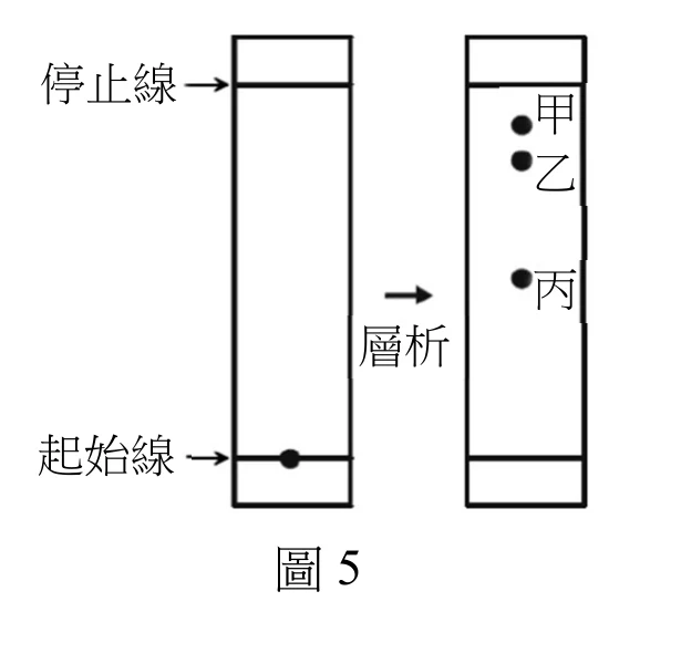 圖5：濾紙層析示意圖，左為層析前（起始線上一個點），右為層析後（甲、乙、丙三個點由上而下分布於起始線與停止線之間）