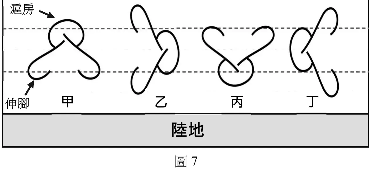圖7：石滬剖面示意圖，橫軸為陸地方向，縱軸為水深(0-2公尺，以1公尺、2公尺虛線標示滬房與伸腳範圍)，由左至右比較甲、乙、丙、丁四種石滬形狀：甲為開口朝海（兩條伸腳呈八字形向海側張開，滬房在陸側頂點）、乙為兩伸腳交叉扭轉、丙為開口朝陸（伸腳向陸側張開，滬房在海側頂點）、丁為兩伸腳幾乎平行相靠