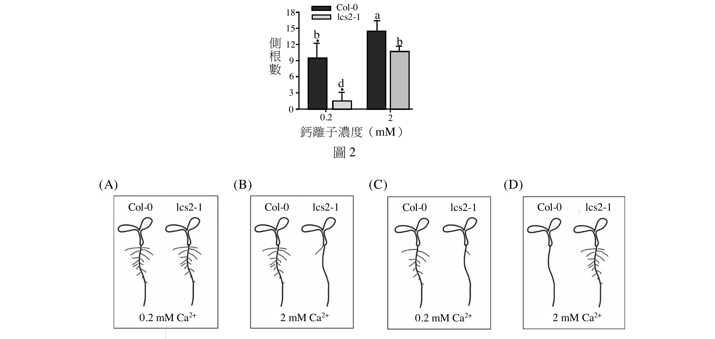 上方為圖2柱狀圖：橫軸為鈣離子濃度（0.2、2 mM），縱軸為側根數（0～18）。0.2 mM 時，Col-0（黑柱）約9.5、標示字母b；lcs2-1（灰柱）約1.5、標示字母d，兩者差異很大。2 mM 時，Col-0 約14.5、標示字母a；lcs2-1 約11、標示字母b（與0.2 mM時Col-0同為b，代表兩者無顯著差異）。下方為第18題四個選項，每個選項都畫出 Col-0 與 lcs2-1 兩株幼苗的根系（主根加側根）示意圖：(A) 標示0.2 mM Ca2+，兩株根系的側根數量看起來相近（都有中等數量的側根）。(B) 標示2 mM Ca2+，Col-0 有明顯側根，lcs2-1 主根平滑、幾乎沒有側根。(C) 標示0.2 mM Ca2+，Col-0 有大量側根，lcs2-1 主根平滑、側根極少（幾乎沒有），兩者側根數量差異懸殊。(D) 標示2 mM Ca2+，Col-0 主根平滑、幾乎沒有側根，lcs2-1 反而長出明顯側根（與(B)角色相反，屬反轉版本）。