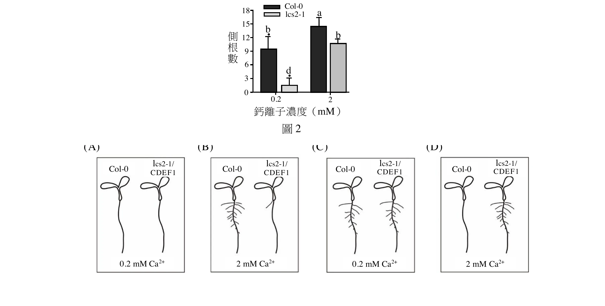 上方圖2柱狀圖同第18題：0.2 mM 時 Col-0 側根數約9.5（字母b）、lcs2-1 約1.5（字母d）；2 mM 時 Col-0 約14.5（字母a）、lcs2-1 約11（字母b）。下方為第19題四個選項，每個選項都畫出 Col-0 與 lcs2-1/CDEF1（轉殖CDEF1基因的lcs2-1）兩株幼苗的根系示意圖：(A) 標示0.2 mM Ca2+，Col-0 與 lcs2-1/CDEF1 皆主根平滑、幾乎沒有側根。(B) 標示2 mM Ca2+，Col-0 有側根，lcs2-1/CDEF1 主根平滑、側根很少。(C) 標示0.2 mM Ca2+，Col-0 有側根，lcs2-1/CDEF1 也同樣長出側根（側根型態被恢復，兩者相近）。(D) 標示2 mM Ca2+，Col-0 主根平滑幾乎無側根，lcs2-1/CDEF1 反而有側根（與Col-0本身表現不符）。