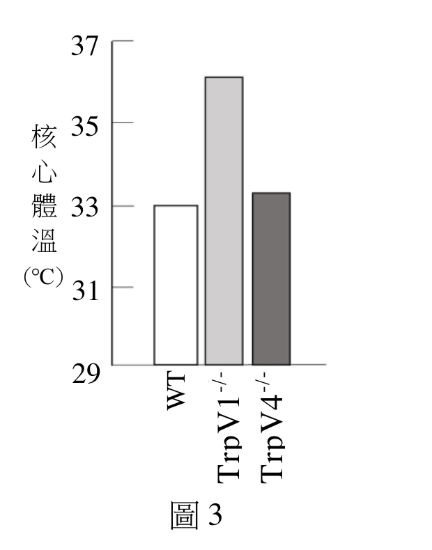 橫軸為WT（野生型）、TrpV1-/-（TrpV1基因剔除鼠）、TrpV4-/-（TrpV4基因剔除鼠），縱軸為核心體溫（29～37°C）。WT核心體溫約33°C（過敏後明顯下降）；TrpV1-/-核心體溫約36°C，是三者中最高（代表剔除TrpV1後，過敏引起的體溫下降現象消失）；TrpV4-/-核心體溫約33.3°C，與WT相近（代表剔除TrpV4對體溫下降沒有明顯影響）。