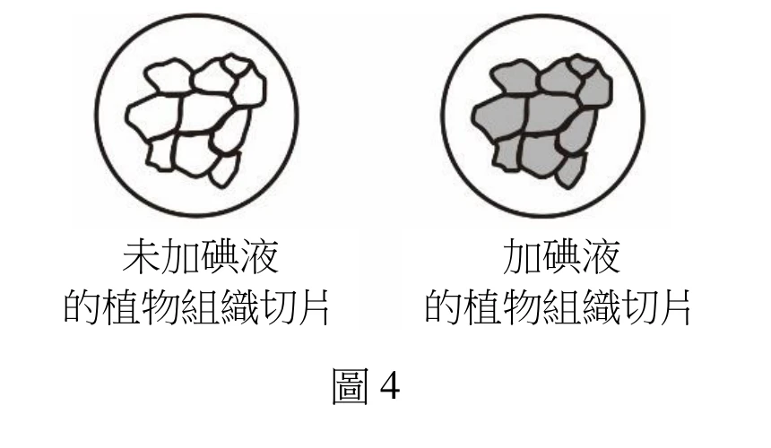 兩個圓形視野示意圖並排。左圖標示「未加碘液的植物組織切片」，圓形視野內是多邊形的薄壁細胞（白色/無色，僅畫出細胞輪廓）。右圖標示「加碘液的植物組織切片」，同樣形狀的細胞輪廓，但細胞內部呈灰黑色（代表碘液使細胞內澱粉粒呈藍黑色反應）。