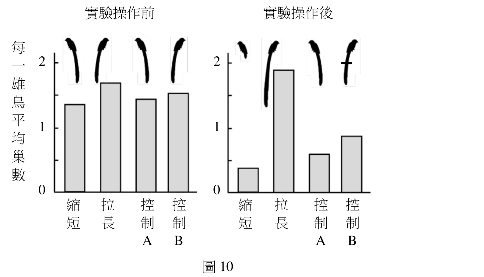 左右並排兩張柱狀圖，縱軸皆為「每一雄鳥平均巢數」（0～2），橫軸皆為縮短組、拉長組、控制組A、控制組B，柱子上方畫有對應尾羽長度的鳥形剪影示意圖。左圖標示「實驗操作前」：四組鳥巢數皆相近（約1.4～1.7，無明顯差異），對應鳥形尾羽也都畫成中等長度。右圖標示「實驗操作後」：縮短組鳥巢數明顯降到最低（約0.3，尾羽剪影最短）；拉長組鳥巢數明顯升到最高（約1.9，尾羽剪影最長）；控制組A（未處理）鳥巢數降至約0.6；控制組B（剪斷再黏回、尾羽長度恢復原狀）鳥巢數約0.85，與控制組A相近而非趨近縮短組，顯示只是剪黏操作本身不足以造成鳥巢數大幅下降。