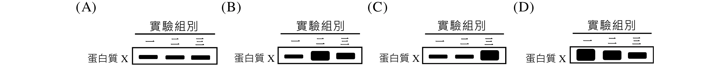 四小圖分別為選項(A)(B)(C)(D)，每小圖都畫出「蛋白質X」在實驗組別一、二、三的西方墨點條帶粗細（條帶愈粗代表蛋白質表現量愈高）。(A)：一、二、三三條帶粗細皆相近（中等粗細，無明顯差異）。(B)：一為細帶（表現量低），二為最粗的帶（表現量最高），三為中等粗細的帶（表現量居中，介於一二之間）。(C)：一為細帶，二同樣為細帶（一、二皆表現量低），三為最粗的帶（表現量最高）。(D)：一為粗帶、二也是粗帶（一、二皆表現量高），三為中等粗細的帶（表現量略低於一、二）。