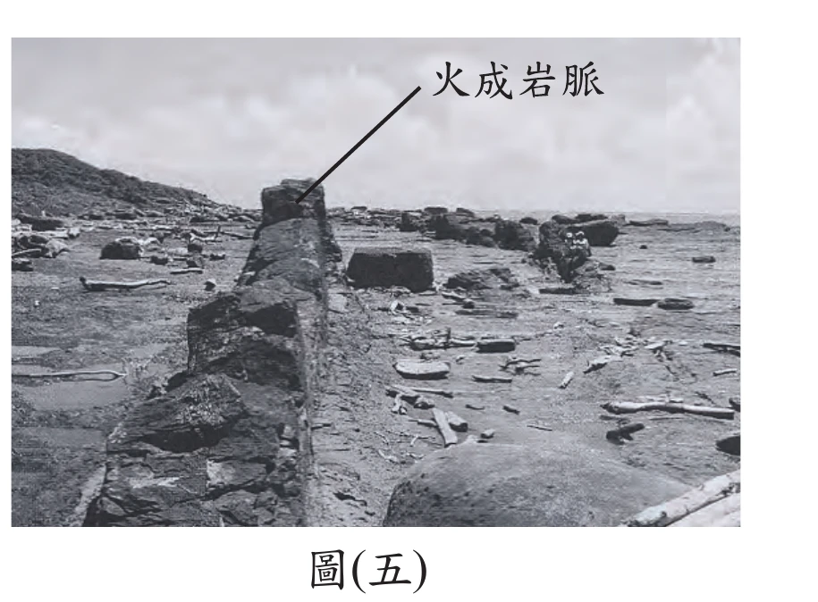 圖(五)：海蝕平臺照片，平坦的海蝕平臺上有一道質地較堅硬、像牆壁般突出於平臺表面的火成岩脈