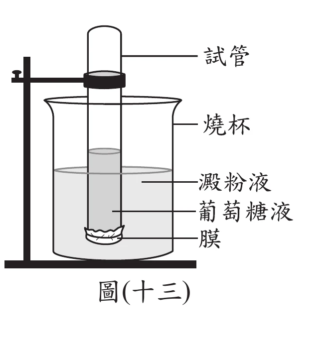 圖(十三)：鐵架固定試管倒插入燒杯中，試管內裝葡萄糖液、管口以半透膜密封，燒杯中裝澱粉液，試管下端浸沒於燒杯的澱粉液中