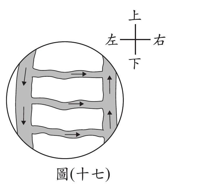 圖(十七)：顯微鏡視野中的血管網路，左右各一條縱向血管以橫向微血管相連成梯狀，並標示上下左右方位；左側縱向血管血流方向向下(小動脈)、右側縱向血管血流方向向上(小靜脈)，中間橫向為微血管
