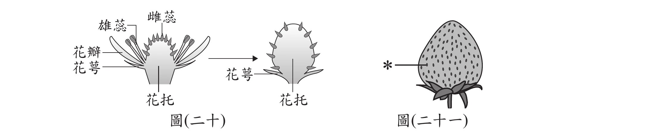 圖(二十)：草莓花朵構造圖，標示雄蕊、雌蕊、花瓣、花萼、花托，並示意花萼與花托在發育後保留於果實基部。圖(二十一)：成熟草莓照片，以*標示草莓表面凸起的細小構造(即子房發育而來的部位)