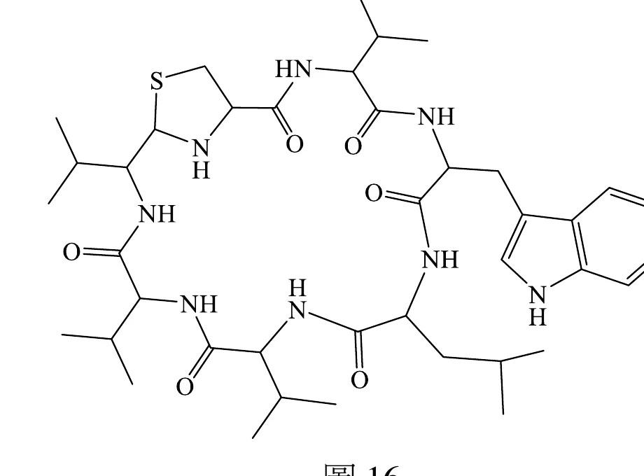 圖16：路鄧素的環狀結構式，環上有多個 C(=O)-NH 醯胺（肽）鍵，側鏈可見異丙基、異丁基與吲哚環