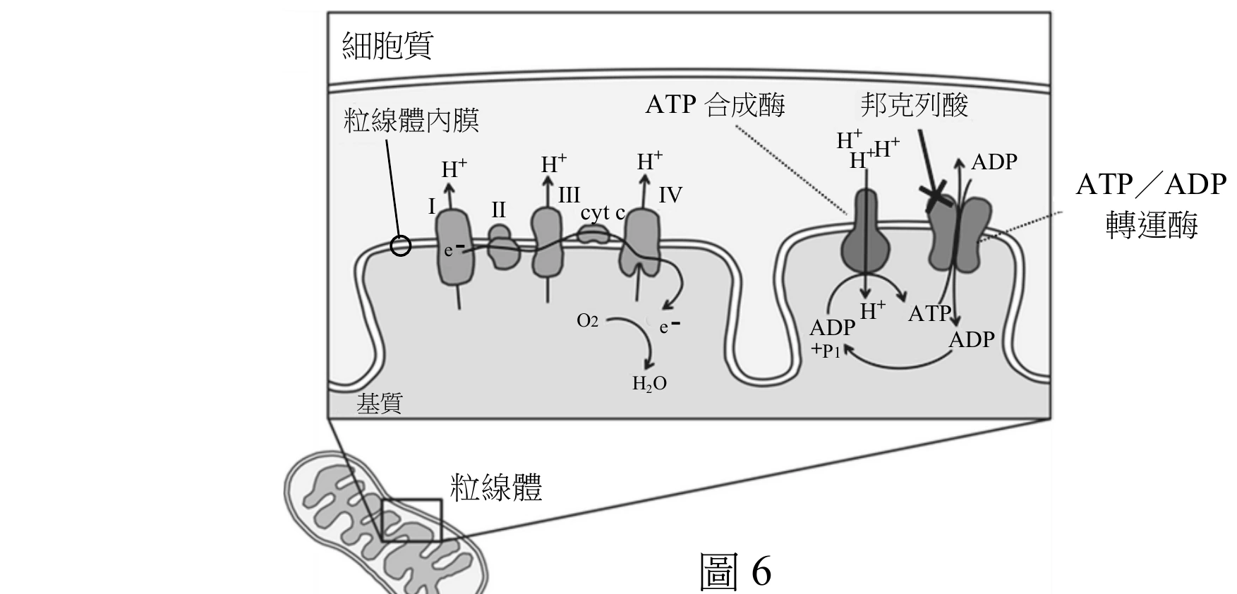 粒線體產生及運送ATP的示意圖，上方大框代表細胞質，下方畫出一個粒線體。左側放大區塊呈現粒線體內膜上的電子傳遞鏈：由左而右排列複合體I、II、III（cyt c）、IV，膜外側（基質側）的H⁺經複合體幫浦作用被打入膜間隙，電子（e⁻）沿途傳遞，最終在複合體IV處與O2結合生成H2O。右側另一放大區塊呈現ATP合成酶：膜間隙側多個H⁺經ATP合成酶流回基質側（順濃度梯度、釋出電勢能），驅動基質中的ADP＋Pi磷酸化為ATP。緊鄰ATP合成酶右側是ATP／ADP轉運酶，負責將基質中新合成的ATP與膜外的ADP交換運送（ATP出、ADP入）；圖中「邦克列酸」以一個粗黑的「X」符號畫在ATP／ADP轉運酶上，表示邦克列酸會結合此轉運酶、阻斷ATP與ADP的交換傳送。