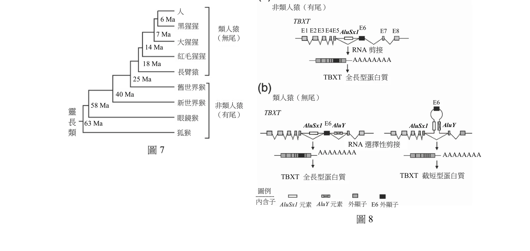 圖7為靈長類的親緣關係樹，由左側「靈長類」祖先分支點（63 Ma）依序向右分歧：先分出狐猴（63 Ma節點）；剩餘支系於58 Ma分出眼鏡猴；剩餘支系於40 Ma分出新世界猴；剩餘支系於25 Ma分出舊世界猴；剩餘支系（即類人猿支系）於18 Ma分出長臂猿；剩餘支系於14 Ma分出紅毛猩猩；剩餘支系於7 Ma分出大猩猩；最後剩餘支系於6 Ma分出黑猩猩與人。樹的右側以方括號將「人、黑猩猩、大猩猩、紅毛猩猩、長臂猿」五者標示為「類人猿（無尾）」一組；另將「舊世界猴、新世界猴、眼鏡猴、狐猴」四者標示為「非類人猿（有尾）」一組。圖8(a)呈現非類人猿（有尾）的TBXT基因結構：由左至右依序為外顯子E1、E2、E3、E4、E5，接著一段內含子中有一個AluSx1元素序列，再接外顯子E6，之後是內含子與外顯子E7、E8；此基因經正常RNA剪接後，所有外顯子（含E6）依序連接成熟型mRNA（尾端接上poly-A），轉譯出TBXT全長型蛋白質。圖8(b)呈現類人猿（無尾）的TBXT基因結構：在E5與E6之間的內含子上除了AluSx1元素外，E6下游的第6內含子上多了一段AluY元素序列；由於AluSx1與AluY序列可互補配對，使兩者中間夾著E6的RNA區域摺疊形成一個髮夾狀結構，結果RNA剪接時傾向將整個E6（連同髮夾結構）當作內含子一併剪掉，產生一段缺少E6的較短成熟mRNA；因此類人猿細胞內同時存在含E6的全長型與不含E6的截短型兩種TBXT mRNA，並各自轉譯出TBXT全長型蛋白質與TBXT截短型蛋白質。