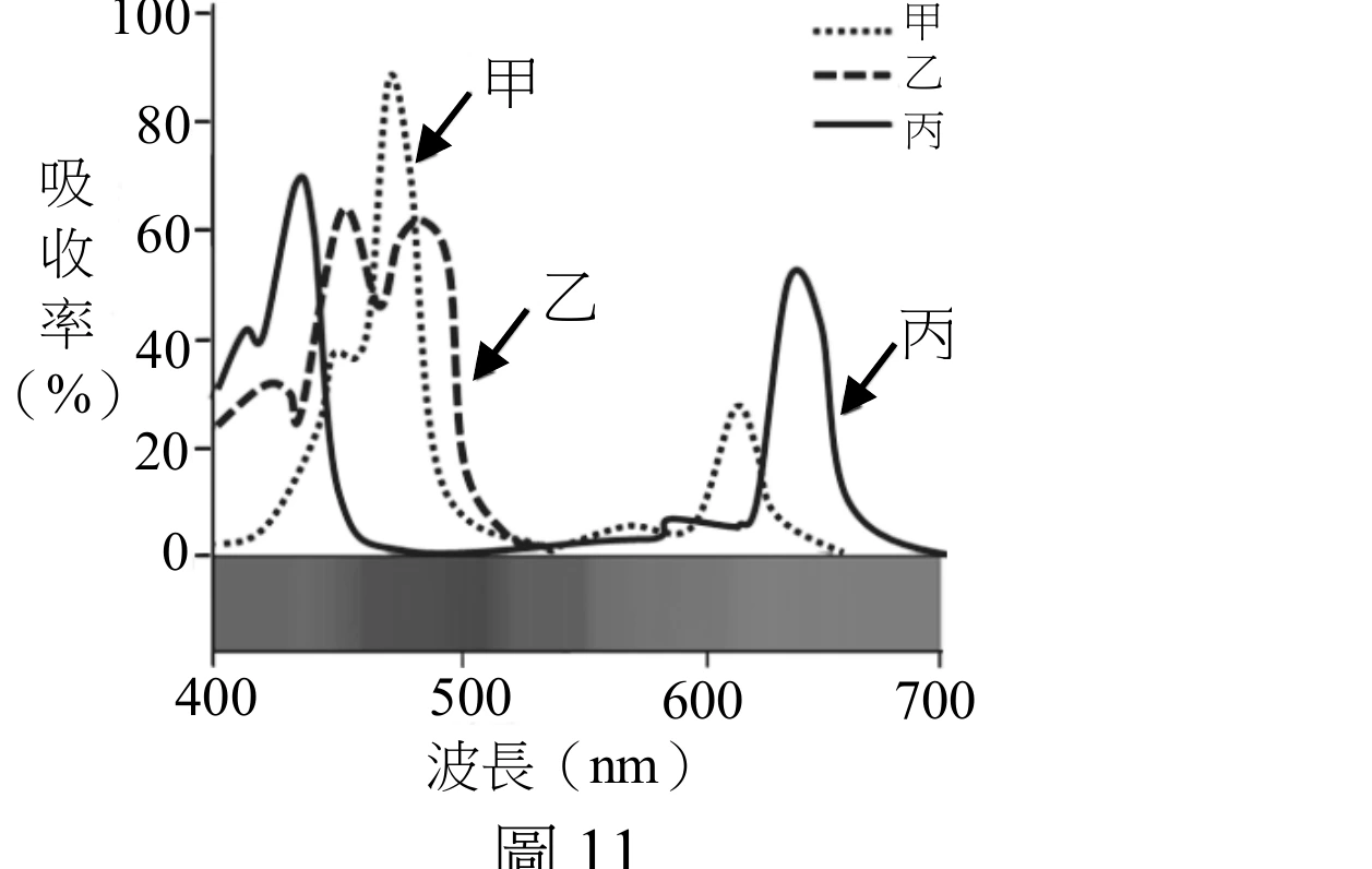 光合色素吸收光譜圖，橫軸為波長（400～700 nm）、縱軸為吸收率（0～100%）。圖例：點線代表甲、虛線代表乙、實線代表丙。甲（點線）：在約470 nm處有一個非常尖銳的高峰（約90%，全圖最高峰），在約615 nm處另有一個較小的次高峰（約28%），其餘波段吸收率都接近0。乙（虛線）：在430～500 nm之間呈雙峰：第一峰約在430 nm處（約63%），隨後於約455 nm處明顯下凹至約34%，再回升至第二峰約485 nm處（約61%），此後吸收率逐漸下降，約550 nm之後到700 nm都接近0（在600 nm以後的紅光波段完全沒有吸收峰）。丙（實線）：在約430 nm處有一個高峰（約70%），隨後下降到低點，接著在約600～650 nm之間再度上升，於約640 nm處形成第二個高峰（約53%），此後延伸到700 nm逐漸下降。三條曲線資料下方另附一條灰階漸層色帶（400～700 nm可見光色譜示意，原圖應為彩色），色帶明暗非單調變化：400～450 nm處較深、中段（約500～600 nm）明顯轉淺、650～700 nm處又轉深，對應可見光譜由紫藍經綠黃到紅的色相變化。