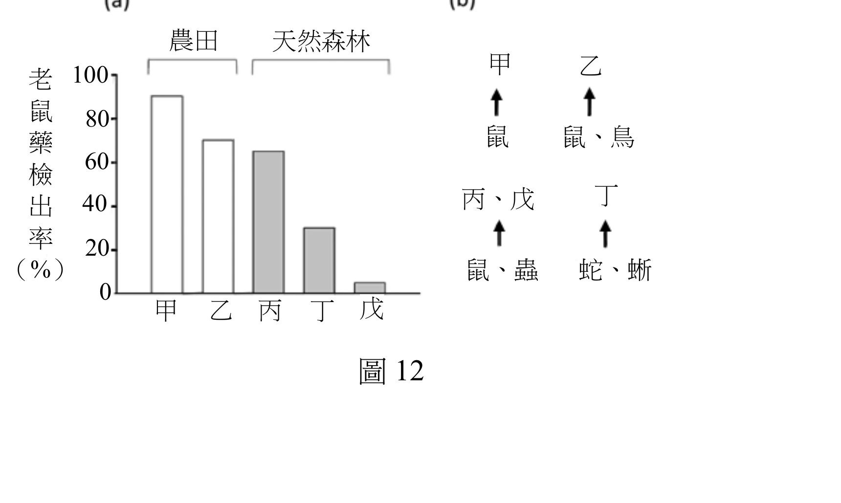 圖12(a)為長條圖，橫軸為甲、乙、丙、丁、戊五種猛禽，甲、乙上方以括號標示「農田」棲地類型（長條為白色），丙、丁、戊上方以括號標示「天然森林」棲地類型（長條為灰色）；縱軸為老鼠藥檢出率（0～100%）。甲最高，約90%；乙約70%；丙約65%；丁約30%；戊最低，約5%。整體而言，農田組的兩種猛禽（甲、乙）檢出率都高於天然森林組的三種猛禽（丙、丁、戊），但天然森林組內部差異也很大，丙的檢出率明顯高於丁、戊，且與農田組的乙（約70%）相差不遠（僅略低於乙）。圖12(b)為五種猛禽的食性示意圖：甲的獵物箭頭僅指向「鼠」；乙的獵物箭頭指向「鼠、鳥」；丙與戊共用同一組箭頭，指向「鼠、蟲」；丁的獵物箭頭指向「蛇、蜥」（蛇與蜥蜴，不含鼠類）。