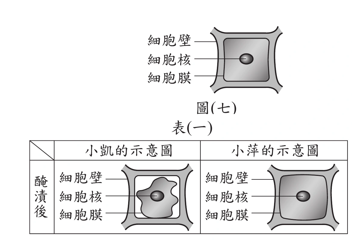 上方圖(七)為正常葉片細胞示意圖：方形細胞由外而內以指線標示「細胞壁」（最外層弧邊方框）、「細胞核」（置中橢圓深色小點）、「細胞膜」（緊貼細胞壁內緣的方形輪廓），細胞內容物完整填滿、緊貼細胞壁。下方表(一)比較「小凱的示意圖」與「小萍的示意圖」（皆為醃漬後預測圖）：小凱的圖中，細胞壁外框不變，但細胞膜連同細胞核明顯向內收縮成一團不規則皺褶形狀，與外圍細胞壁之間出現清楚的空白間隙，細胞核也隨之皺縮變形；小萍的圖則和正常細胞（圖七）幾乎一樣，細胞膜仍貼滿整個細胞壁、細胞核維持規則橢圓，看不出明顯變化