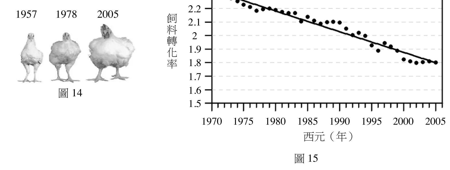 圖14：1957、1978、2005 三個年代肉雞體型逐代增大的照片；圖15：飼料轉化率由1970年約2.3降到2005年約1.8