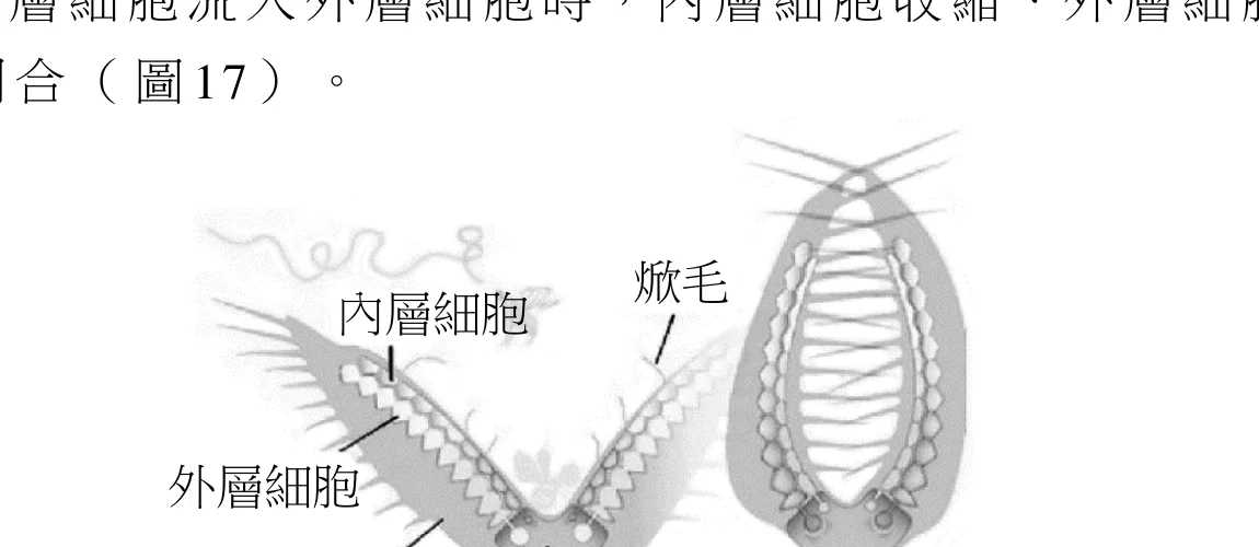 圖17：捕蠅草捕器的剖面示意圖，標示焮毛、內層細胞、外層細胞、葉片與中肋，右側為閉合後的狀態