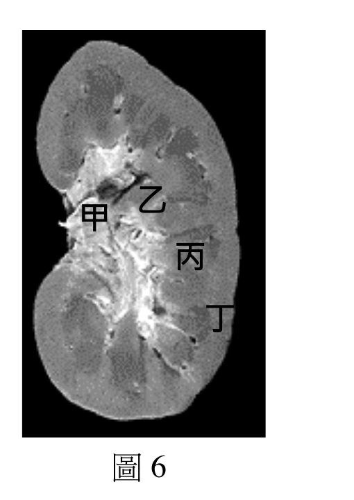 豬腎臟縱切剖面照片，背景為黑色，腎臟組織整體略呈豆形（上下兩葉），灰階呈現。腎臟中央（近中線）有一團明顯偏白、形狀不規則且向外分支延伸的構造，由此中心白色構造向外，組織漸漸轉為均勻的灰色。四個標籤沿著由中心白色構造往右側外緣的方向依序排列：「甲」最靠近中央白色構造（左側，緊鄰白色分支的邊緣）；「乙」在甲的右上方，同樣緊鄰中央白色分支構造；「丙」在乙的右下方，位置介於中央白色構造與腎臟外緣灰色組織之間；「丁」在丙的右下方、最靠近腎臟右側外緣的灰色組織處，是四個標籤中距離中央白色構造最遠、最靠近腎臟表面的位置。