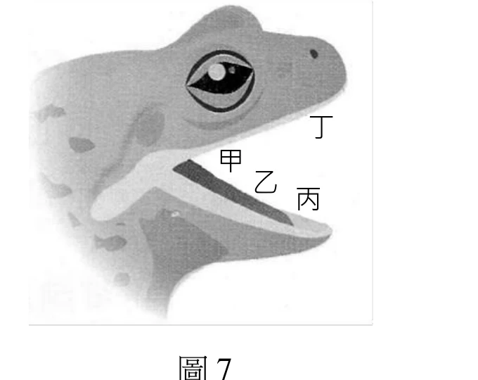 青蛙頭部側面示意圖，灰階色調，頭部朝右。眼睛位於頭部上方，黑色瞳孔外圍一圈淺色虹膜；鼻孔為一個小黑點，位於眼睛右前方吻端。嘴巴張開，口腔下方露出一塊由左上向右下斜向延伸的深色舌頭構造：舌頭左端（靠近眼睛下方、下頜與頭部連接處附近）以標籤「甲」標示；舌頭中段以標籤「乙」標示；舌頭右端（靠近下頜前端、吻部尖端附近）以標籤「丙」標示。另一標籤「丁」位於眼睛右下方、舌頭左端上方的空白處，鄰近口腔前上緣的淺色邊界線。