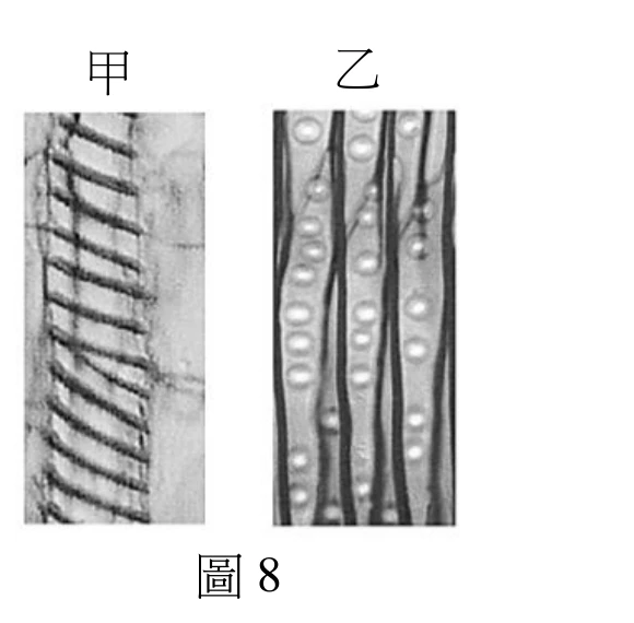 兩張並排的灰階顯微照片，左側標示「甲」，右側標示「乙」。甲：呈現一段段以深色橫紋規律排列、由左上到右下略帶傾斜的長條狀細胞，橫紋密集、呈梯狀或螺旋狀排列於細胞壁上，細胞邊界不若乙清楚，整體像一條條深色斜紋交織的長柱。乙：數條上下走向、兩端漸尖的長條狀細胞並列，細胞壁呈深色細線，細胞壁上散布多個橢圓形淺色（近白色）的圓形斑點狀構造，沿細胞長軸排成一到兩列。