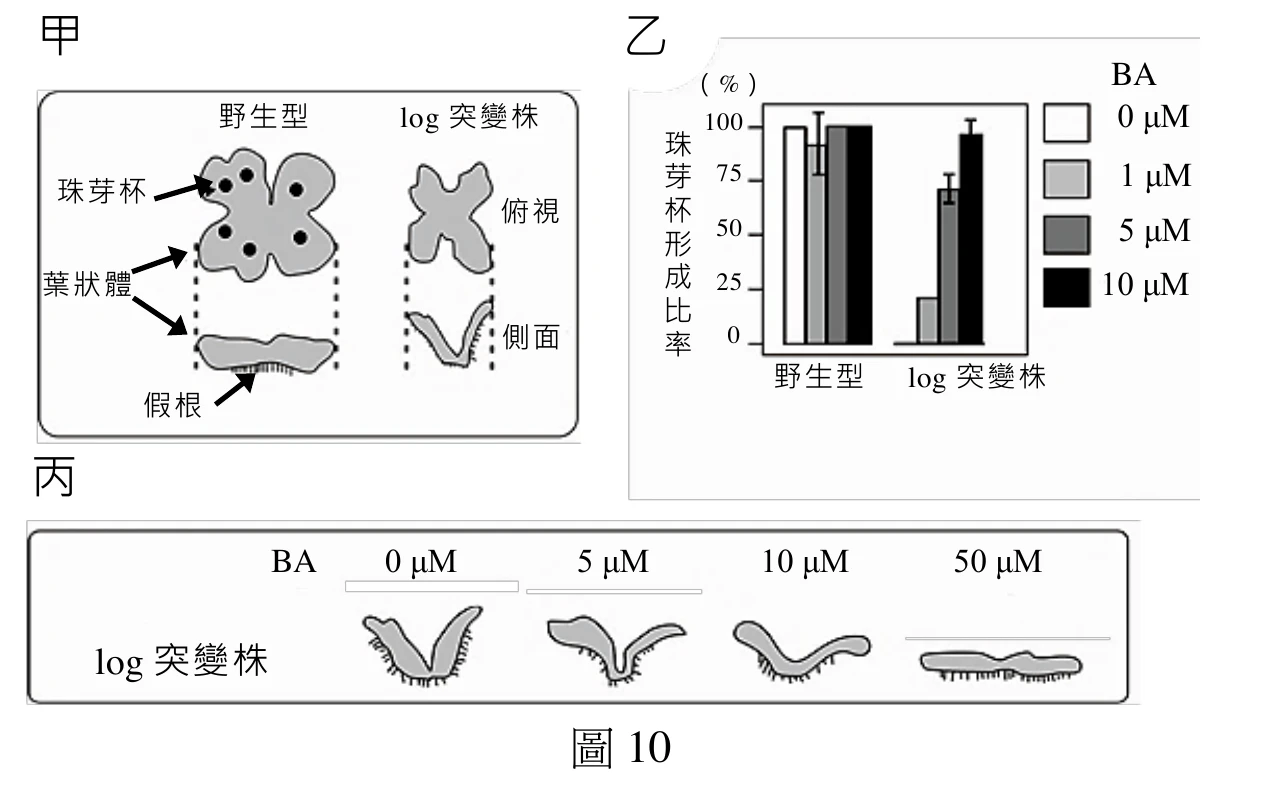 三個並排區塊，分別標示甲、乙、丙。甲：一個圓角方框，框內左側標示「野生型」，畫出一片四瓣、邊緣圓潤的葉狀體俯視圖，其上有多個小圓點（珠芽杯，以箭頭「珠芽杯」標示其中一顆）；框內右側標示「log突變株」，俯視圖呈X形、瓣葉細窄扭曲、沒有小圓點。框下方另有「葉狀體」箭頭指向野生型的葉片本體，「假根」箭頭指向葉狀體下方一小段帶有細毛狀構造的側面圖，其右側對應log突變株的側面圖（前端向上翹起彎曲、無假根細毛）。乙：長條圖，縱軸「珠芽杯形成比率（%）」，橫軸分「野生型」與「log突變株」兩組，各組內有四根不同灰階（白、淺灰、深灰、黑）長條，分別代表BA濃度0、1、5、10 μM（圖例列於右上角）。野生型組：0、5、10 μM三根長條皆接近100%，1 μM長條略低（約90%，附誤差線）。log突變株組：0 μM長條幾乎為0，1 μM長條低（約20%），5 μM長條中等（約70%），10 μM長條偏高（約95%，接近野生型）。丙：長條狀方框，左側標示「log突變株」，右側以「BA」標示四個濃度欄位（0 μM、5 μM、10 μM、50 μM），各欄位下方畫一個葉狀體側面／俯視示意圖：0 μM呈細窄V形分岔、邊緣有細毛；5 μM形態與0 μM相近但分岔角度略寬；10 μM分岔變得較不明顯、葉片略為癒合變寬；50 μM呈一整片扁平、幾乎不分岔的葉狀體，邊緣細毛分布於底部。