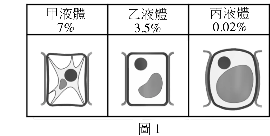 三個透明方框排成一列，由左至右標示「甲液體 7%」「乙液體 3.5%」「丙液體 0.02%」，各框內畫一顆灰階示意的細胞，皆有粗黑的細胞壁外框。甲液體中的細胞：細胞質明顯內縮，呈皺縮不規則的星芒狀，內部有一顆較大的深色圓形構造與一塊較小的淺灰色構造，四周與細胞壁間出現明顯空隙。乙液體中的細胞：呈圓角矩形，細胞質貼近細胞壁但未完全撐滿，內部左上方有一顆深色圓形構造，下方有一塊較大的灰色腎形構造。丙液體中的細胞：細胞質幾乎撐滿整個細胞壁，呈飽滿的圓弧輪廓，內部有一大片淺灰色構造占據大部分空間，左上方有一顆深色圓形構造。