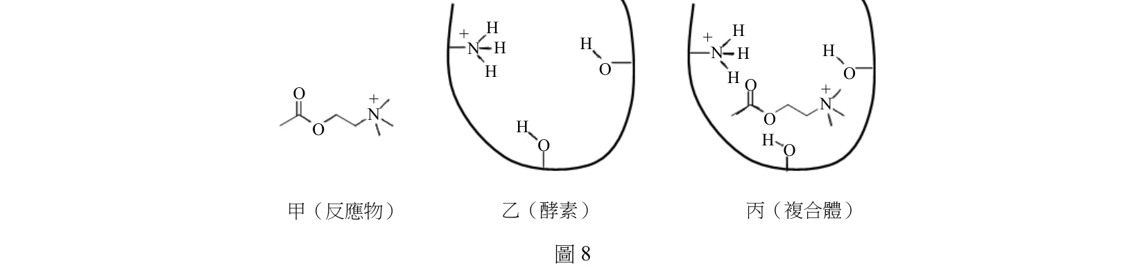 圖8左側「甲（反應物）」：一個酯類結構，畫出 O=C-O-CH2-CH2-N+(CH3)3 型態（乙醯氧基連接一段碳鏈，末端接帶正電的三甲銨基），對應乙醯膽鹼的結構。中央「乙（酵素）」：以一個開口向上的口袋狀輪廓（U形曲線）表示酵素的結合部位，口袋內畫出三個可與甲作用的基團——左上方一個帶正電的胺基（+NH3，畫出N與三個H，其中一個H以粗楔形鍵表示朝向讀者）、右上方一個以H-O-（懸空鍵）表示的羥基／水分子、下方另一個以H-O-（懸空鍵）表示的羥基／水分子。右側「丙（複合體）」：呈現甲進入乙口袋後的結合狀態，口袋輪廓不變，甲的酯基（O=C-O-CH2CH2-N+(CH3)3）置入口袋中央，其羰基氧、酯氧分別與口袋內的+NH3基團、上方H-O-基團、下方H-O-基團以鄰近方式排列（暗示氫鍵／靜電作用），三個作用基團的相對位置與乙圖相同。圖下方置中標示「圖8」，圖最下方分別標示「甲（反應物）」「乙（酵素）」「丙（複合體）」。