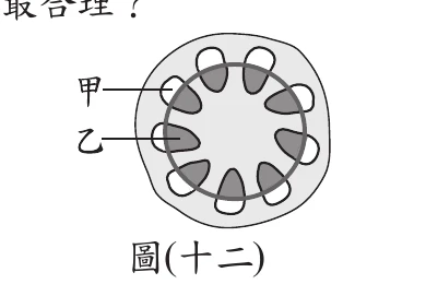 圖(十二)：莖部橫剖面，環狀排列的維管束中，甲標示外側部位，乙標示內側部位