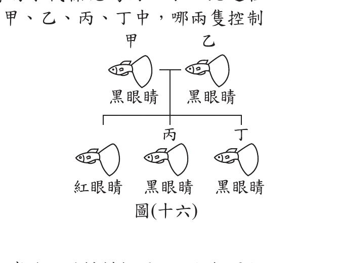 圖(十六)：甲乙皆黑眼睛交配，子代出現紅眼睛丙與黑眼睛丁等表現型