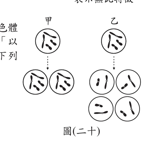 圖(二十)：甲為母細胞分裂成2個染色體數目相同的子細胞(有絲分裂)，乙為母細胞分裂成4個染色體數目減半的子細胞(減數分裂)