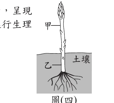 圖(四)：蘆筍植株，地面上露出、受光照呈綠色的部位標甲，地面下埋在土壤中呈白色的部位標乙