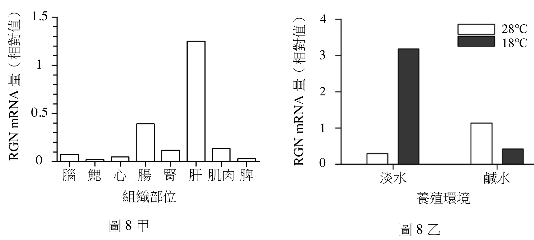 圖8乙：淡水與鹹水養殖虱目魚在 28 度與 18 度的 RGN mRNA 量，鹹水在 28 度約 1.15 顯示確有表現