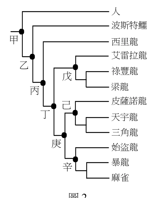 圖2：恐龍分類群演化關係樹，節點由外而內依序標為甲、乙、丙、丁、庚、己、辛，末端類群包含人、波斯特鱷、西里龍、艾雷拉龍、祿豐龍、梁龍、皮薩諾龍、天宇龍、三角龍、始盜龍、暴龍、麻雀