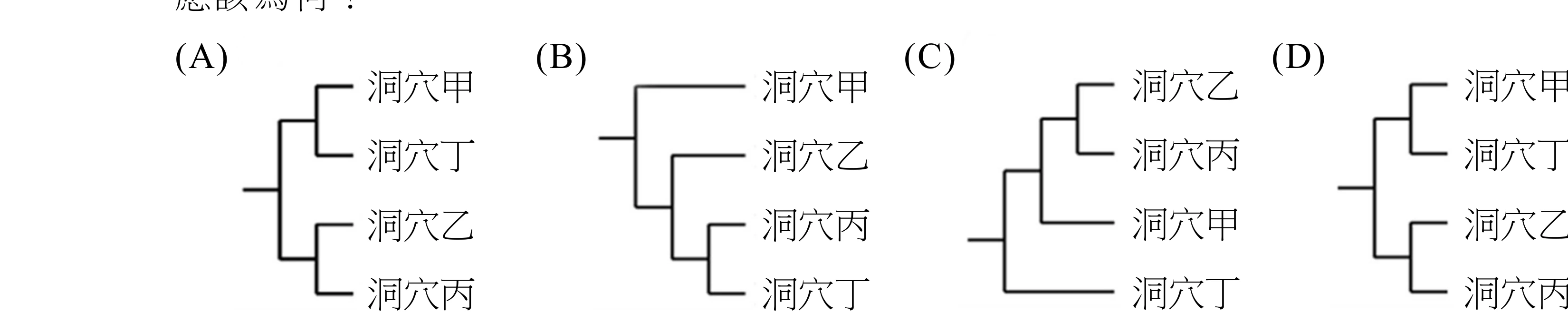四個小型分支圖（cladogram），由左至右為選項 (A)(B)(C)(D)，每個都畫出洞穴甲、洞穴乙、洞穴丙、洞穴丁四個尖端的親緣關係。(A)：洞穴甲與洞穴丁先兩兩配對，洞穴乙與洞穴丙先兩兩配對，這兩對再於最基部的節點會合（對稱的兩對兩結構）。(B)：洞穴甲最先與其餘三者分開（最基部），接著洞穴乙分開，最後洞穴丙與洞穴丁兩兩配對（甲為最外層、丙丁為最內層的梯形樹）。(C)：洞穴丁最先與其餘三者分開（最基部），其餘三者中洞穴甲再分開，剩下洞穴乙與洞穴丙兩兩配對成最內層的一對（丁為最外層、乙丙為最內層的梯形樹）。(D)：洞穴丙最先與其餘三者分開（最基部），其餘三者中洞穴乙再分開，剩下洞穴甲與洞穴丁兩兩配對成最內層的一對（丙為最外層、甲丁為最內層的梯形樹）。（讀圖者附註：本題答案是把 Q23-25 題組共用的圖3——完整親緣關係樹，含地表河流1-5與洞穴甲乙丙丁共 12 個 mexicanus 樣本加上 Astyanax altior 外群——去除所有地表河流樣本、只留 4 個洞穴族群後，用「拿掉一個尖端、其姊妹群的分支直接接上原本的祖父節點」這個修剪規則重建出的樹。圖3的原始拓樸摘要：根部先分出 Astyanax altior（外群）；其餘 mexicanus 中丁最先分出；剩下的裡甲與地表河流1配對，是次基部的一對；再剩下的裡，乙巢套在地表河流2的三個樣本之間，丙巢套在地表河流3的兩個樣本之間，且丙所在的支系與地表河流4/5那一對互為姊妹群。依此修剪，甲的姊妹（河流1）被拿掉後甲直接上移，乙、丙各自的河流姊妹被拿掉後乙、丙上移且彼此相鄰，最終重建出的樹是「（（乙，丙），甲），丁」，也就是選項 (C)。）