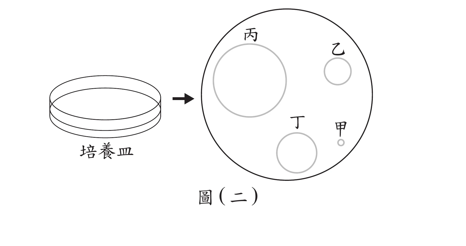 左側為培養皿的側視示意圖（橢圓疊層表示皿身），中間箭頭指向右側的俯視圖：一個大圓代表培養皿俯視範圍，圓內有四個灰色小圓分別標示甲、乙、丙、丁四個區域；丙的圓最大、位於左上方，乙的圓次大、位於右上方，丁的圓中等大小、位於中下方，甲的圓最小（僅一個小圓點）、位於右下方。