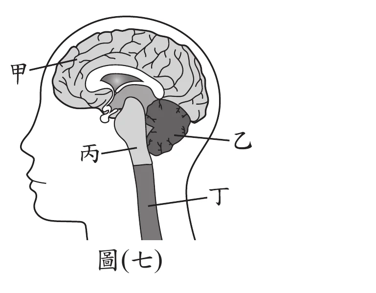 圖(七)：人臉側面輪廓內畫出腦部縱剖面示意圖。頂端最大範圍的腦部組織以「甲」標示(大腦，佔頭顱上方大部分面積，表面有摺皺紋路)；腦部後下方另一團較小、表面也有摺皺紋路的深灰色組織以「乙」標示(小腦，位於大腦後下方)；腦幹處以「丙」標示(位於大腦與小腦下方、連接脊髓的細窄部位)；由頭部下方沿頸部向下延伸的一條灰色柱狀構造以「丁」標示(脊髓)。