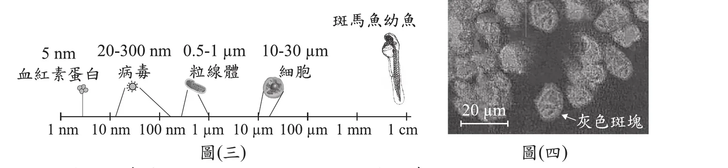 圖(三)：一條由1nm到1cm的對數尺度數線，數線上由左到右標示血紅素蛋白(5nm)、病毒(20-300nm)、粒線體(0.5-1μm)、細胞(10-30μm)四種構造以指引線對應到數線上的範圍區間，數線最右端另外畫出一隻斑馬魚幼魚側面插圖(整體尺寸落在mm~cm等級)，並標示「斑馬魚幼魚」。圖(四)：一張灰階顯微照片，畫面中散布多個邊緣不規則、內部呈顆粒狀紋理的灰色斑塊，左下角有比例尺標示「20 μm」，並以箭頭指向其中一個灰色斑塊標註「灰色斑塊」。依比例尺換算，灰色斑塊的實際大小約在10-30μm範圍，對照圖(三)的尺度對應到「細胞」。