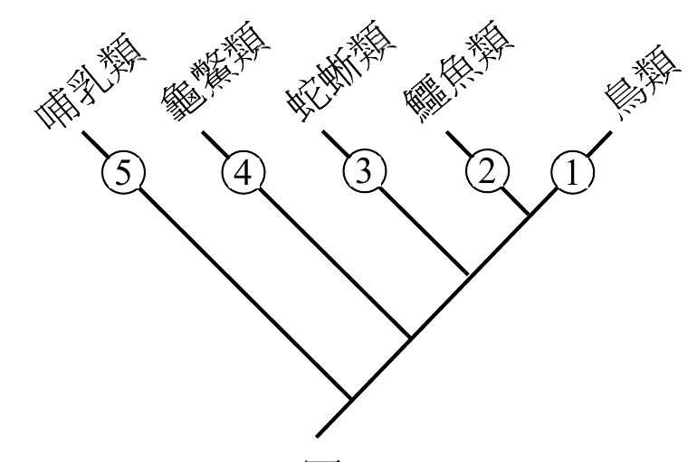 圖12：現生四足類的親緣關係樹，由左至右為哺乳類⑤、龜鱉類④、蛇蜥類③、鱷魚類②、鳥類①